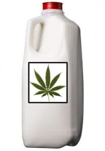 Cannabis Milk Recipe